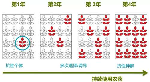 連續(xù)使用單一農藥易產生抗性