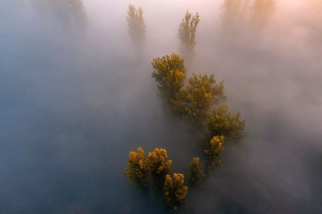 林中霧景的拍攝技巧