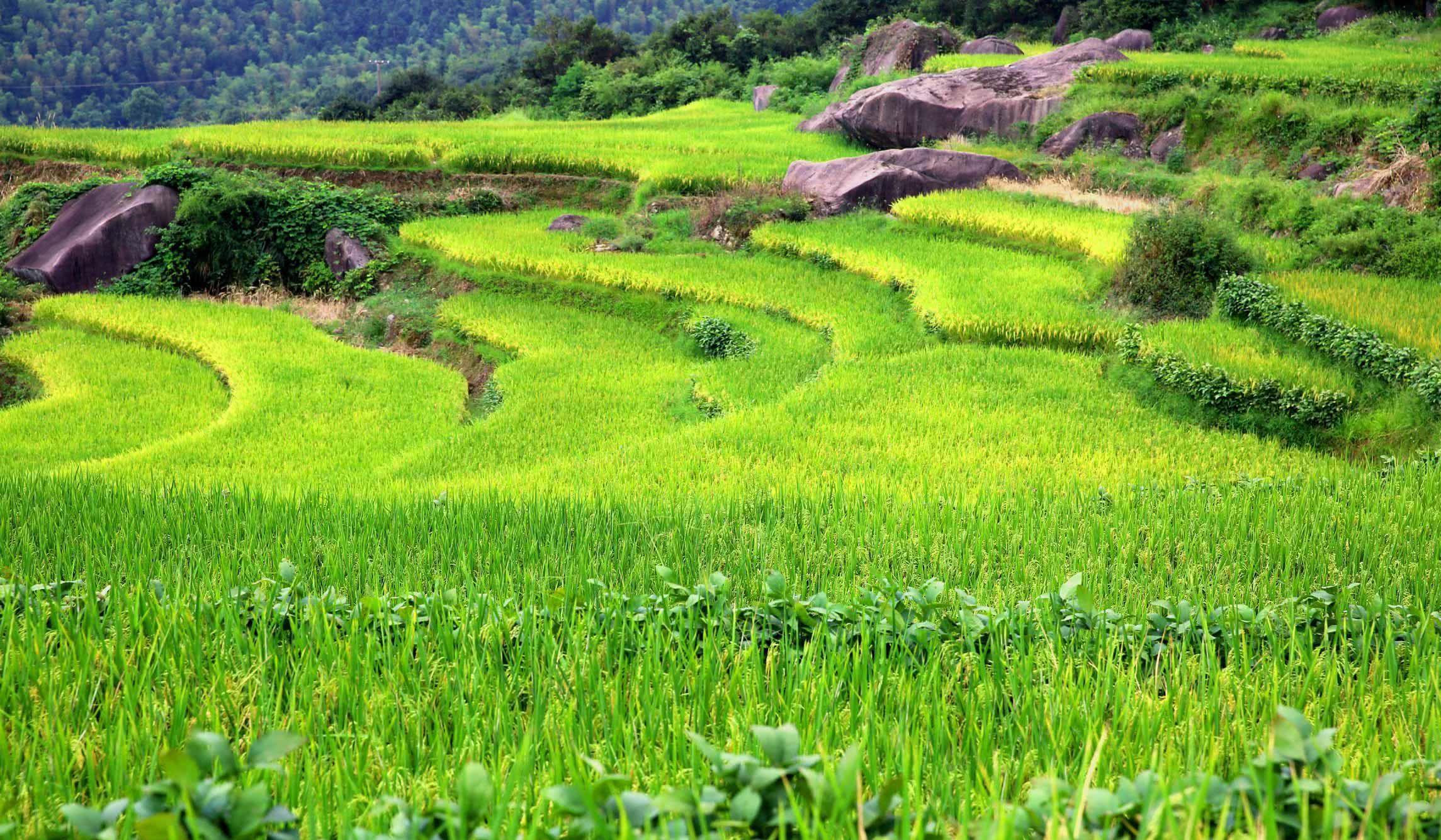 農(nóng)用植保無(wú)人機(jī)打藥行業(yè)前景如何