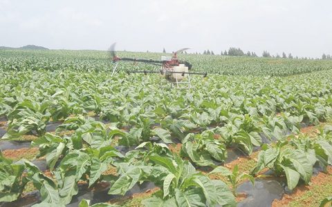 宣威市植保無人機(jī)飛入煙田