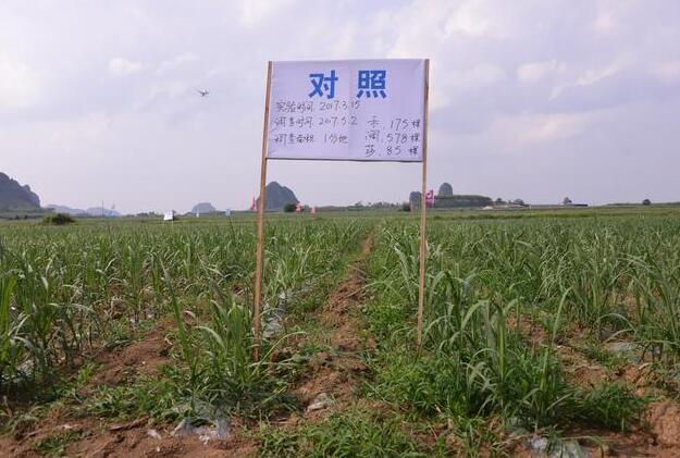 飛防施藥的地塊基本無草