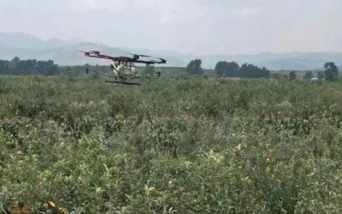 南疆庫車縣用無人機防止紅棗蜘蛛肆虐