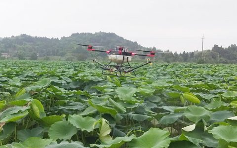 四川安岳：植保無人機飛進蓮田噴灑農(nóng)藥