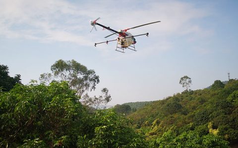 東莞：植保無(wú)人機(jī)荔枝園飛防作業(yè)