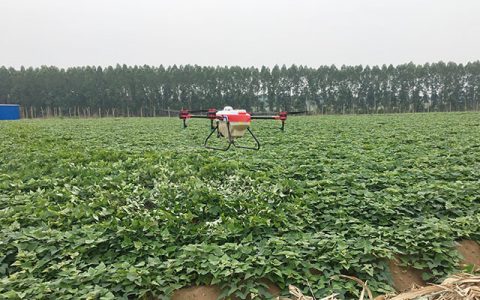 湛江：植保無人機紅薯地噴灑農藥防治蟲害