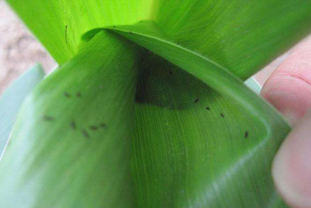 植保無人機(jī)防治玉米薊馬