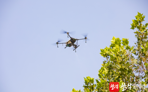 連云港東海：無人機出動防治美國白蛾（大大提高防治效率和效果。）