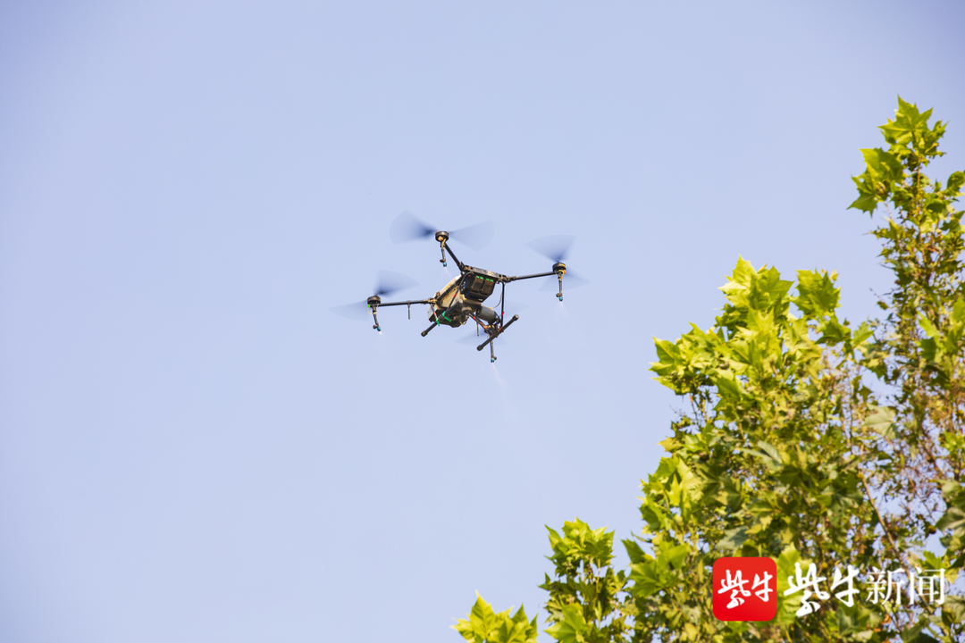 連云港東海：無人機(jī)出動防治美國白蛾