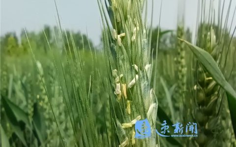 2022小麥無人機噴灑農(nóng)藥價格（小麥無人機打藥價格表）