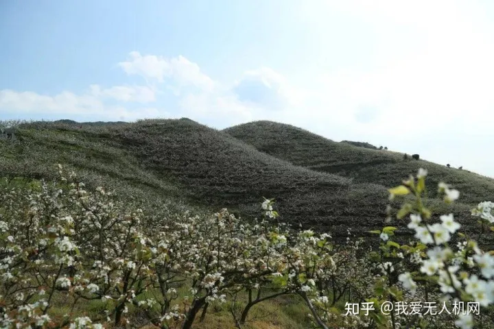 無人機(jī)授粉原理 （無人機(jī)梨樹授粉作業(yè)流程）